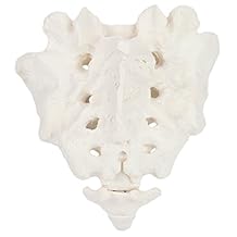Axis Scientific Sacrum Bone Model Life-Size, Anatomically Accurate Sacrum Replica for Medical Study, Patient Education, and Classroom Anatomy demonstrations.