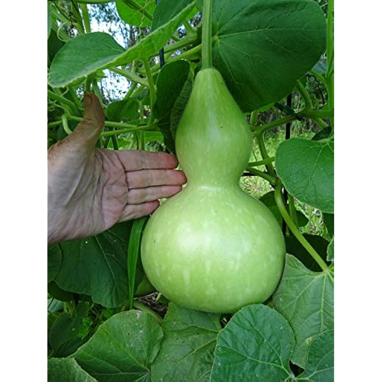 Seeds Bottle Gourd Green Calabash Lagenaria Non GMO Heirloom