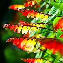 Seeds Flowers Firecracker Vine (Quamoclit) - 20 Seeds