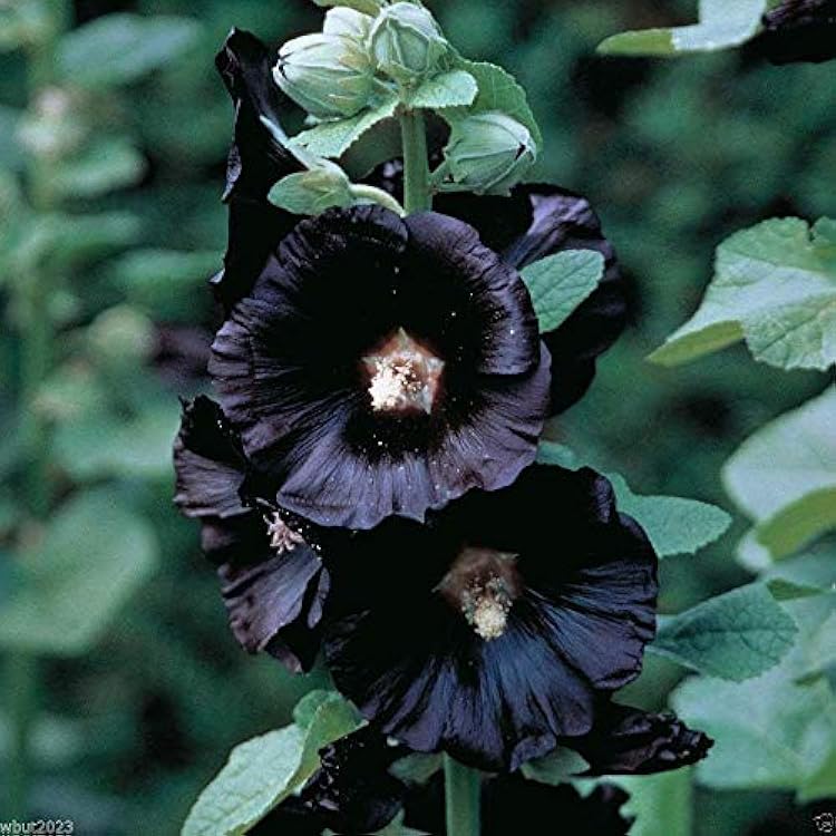 Black Hollyhock Seeds(Alcea rosea nigra) Jet black Flowers,Fence, wall or Border(25 Seeds)