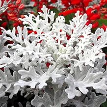 Seeds Dusty Miller Silver Groundsel Silver Dust Cineraria Perennial Flowers