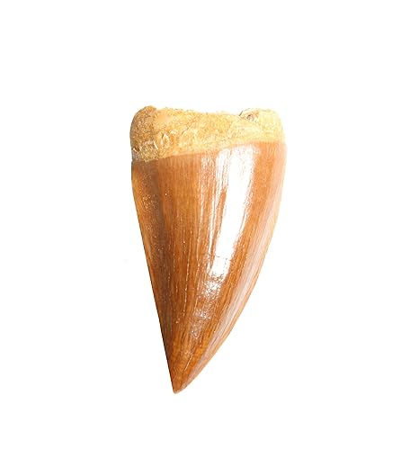 Real Mosasaurus Tooth Fossil - Authentic Dinosaur Tooth Specimen - Dey Designs Certificate of Authenticity